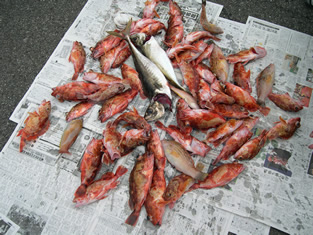 20090530fishing02.jpg